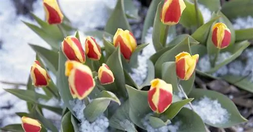 Этим растениям поздние заморозки не помешали