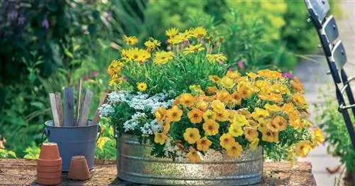 Красочные идеи посадки петунии