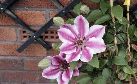 Клематисы на шпалере на стене дома