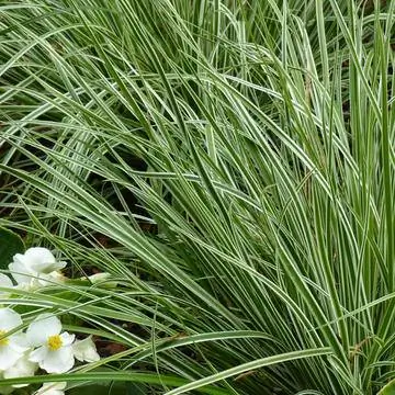 Ковер японская осока 'Icedance'