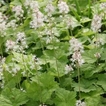 пена цветок