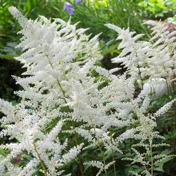 великолепие пирс