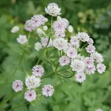 мастерворт