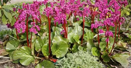 Бержени: С этим все в порядке