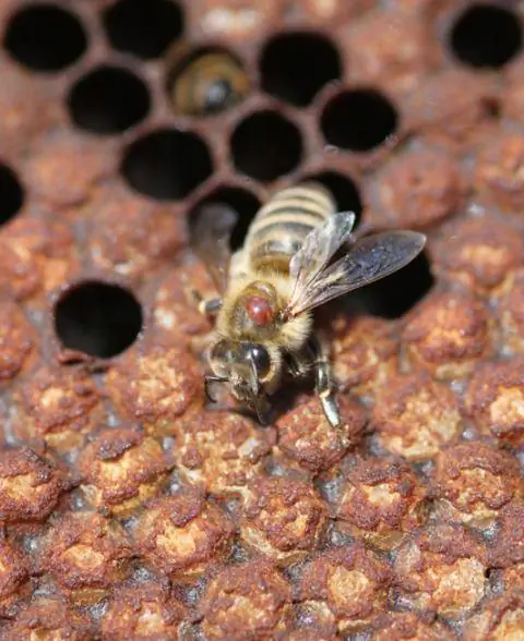 Клещ варроа на спине пчелы