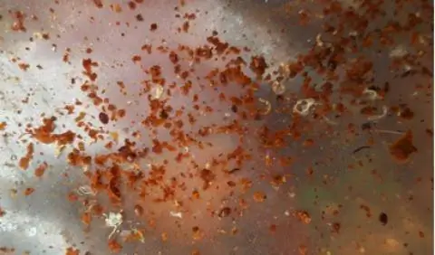 Мертвые клещи варроа