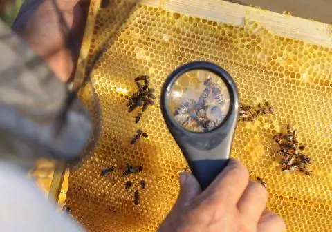 Пчеловод контролирует пчелиную семью