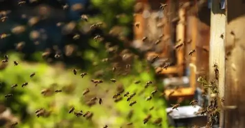 Великая гибель пчел