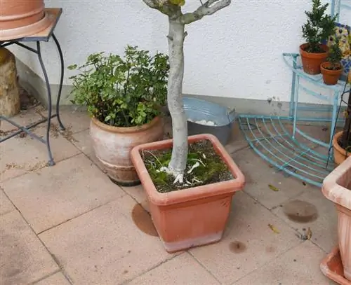 Репот Лантана - визуальный осмотр