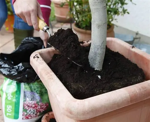 Пересадка Лантана - почва для горшечных растений