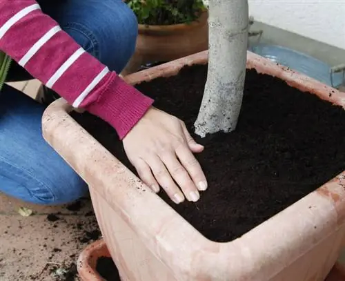 Пересаживайте лантану - прижимайте к почве