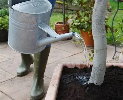 Пересадка Лантана - полив