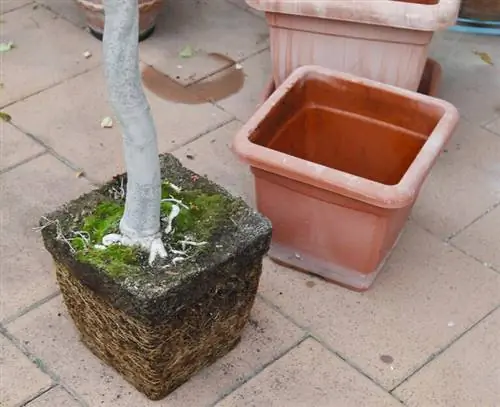 Пересаживайте лантану - проверьте корневой ком