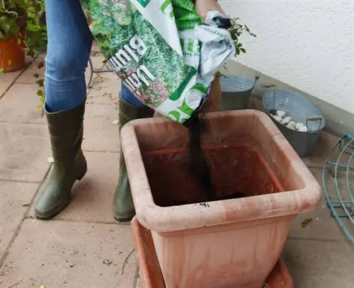 Пересаживайте лантану - засыпьте горшечной почвой.