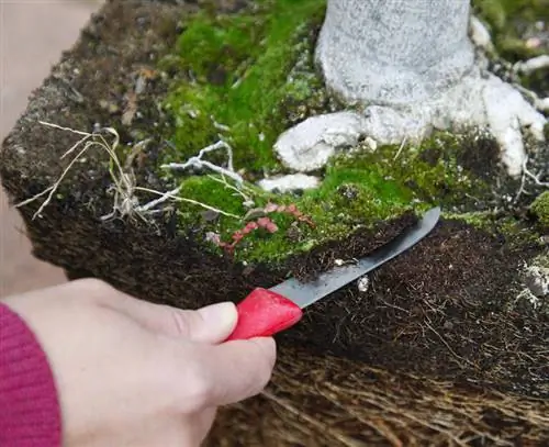 Пересаживаем лантану - удаляем мох