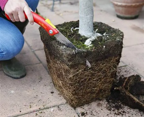 Пересадка Лантана - обрезка корневого кома