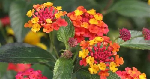 Как правильно пересаживать лантану