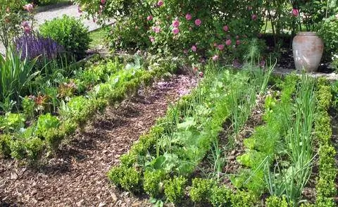 Смешанная овощная грядка