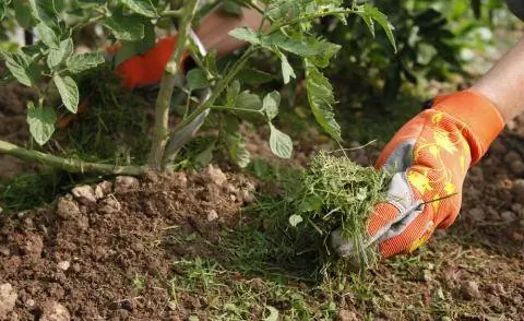 Мульчируйте рассаду томатов скошенной травой