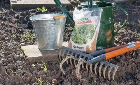 Сидерал с желтой горчицей