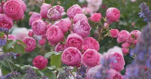 Советы для здоровых роз