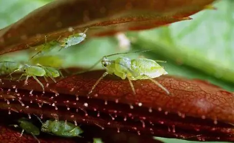 Зеленая тля