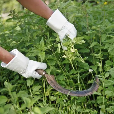 Соберите листья крапивы