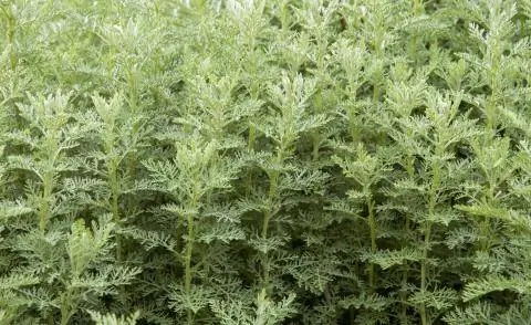 Полынь горькая (Artemisia absinthium)