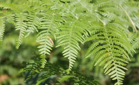 Папоротник (Pteridium aquilinum)