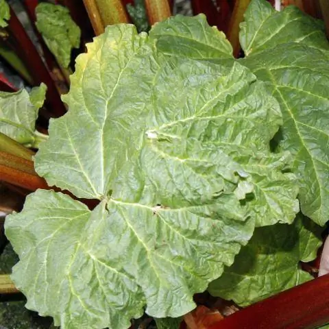 лист ревеня