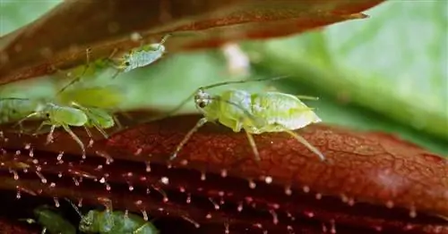 Лучшие домашние средства от тли