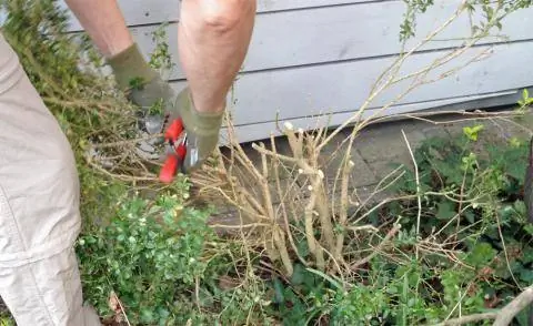 Обрезать самшит