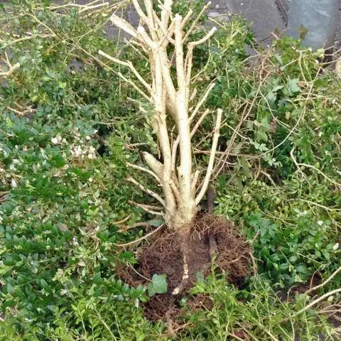 очищенный самшит