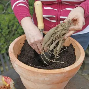 Посадить луковицы георгин в горшок