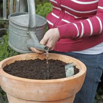 Высыпать луковицы георгин в горшок