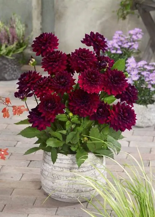 Горшечная георгина 'Arabian Mystery'