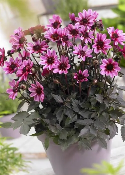 Горшечная георгина 'Красотка'