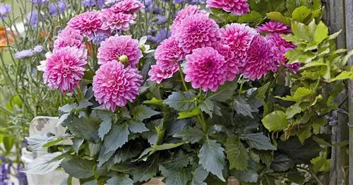 Георгины в горшках: советы по посадке и уходу для пышного цветения