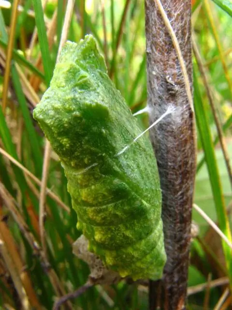 окукливание