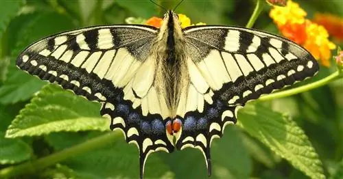 Как заманить парусника в сад