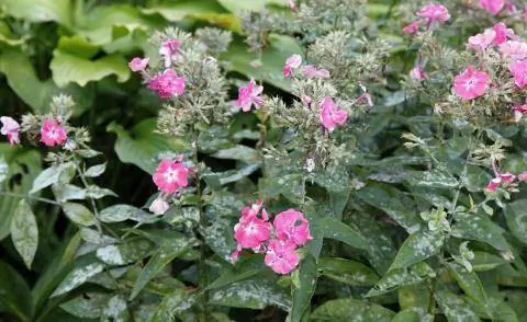 Мучнистая роса флоксов