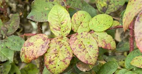 Больные растения: проблема детей нашего сообщества