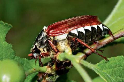 майский жук