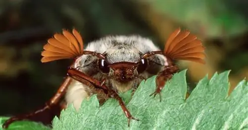 Майский жук: Напевающие вестники весны