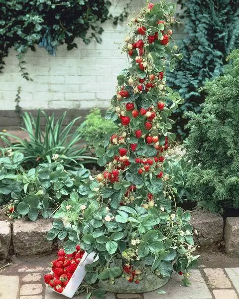 вьющаяся клубника