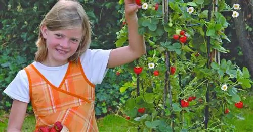 Клубника плетистая: Наши советы по посадке и уходу