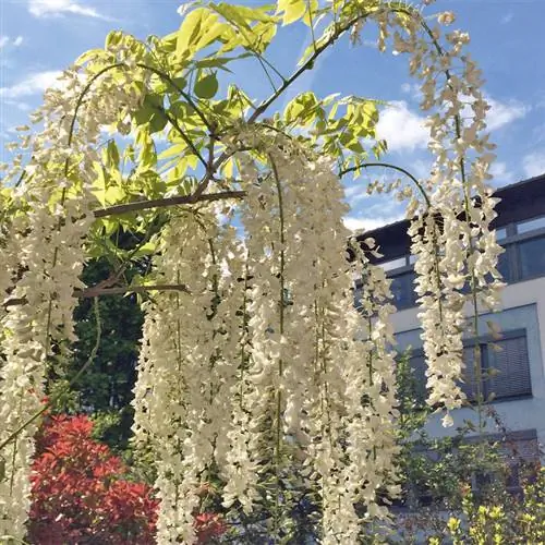 Соцветия Wisteria sinensis 'Alba'