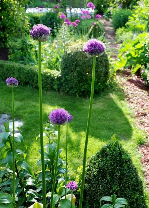 Лук фиолетовый сенсация