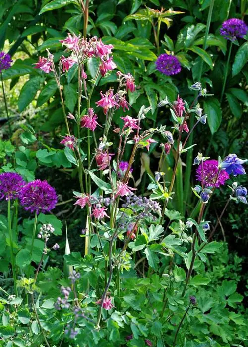 Коломбина и декоративный лук