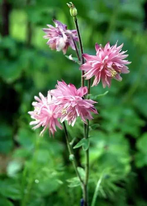 Аквилегия Нора Барлоу